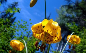 Цветы Цветы